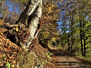 09 Sul sent. 153, stradetta agrosilvopastorale colorata d'autunno,  partiti da Capo Foppa (1307 m)